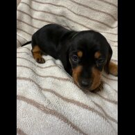 Dachshund (Miniature Smooth Haired)