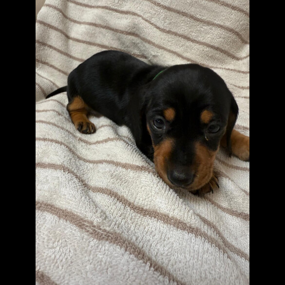 Dachshund (Miniature Smooth Haired)