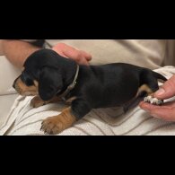 Dachshund (Miniature Smooth Haired)