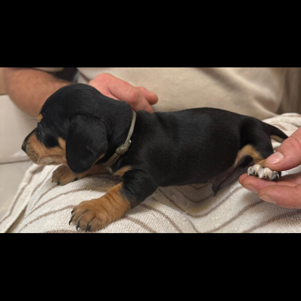 Dachshund (Miniature Smooth Haired)