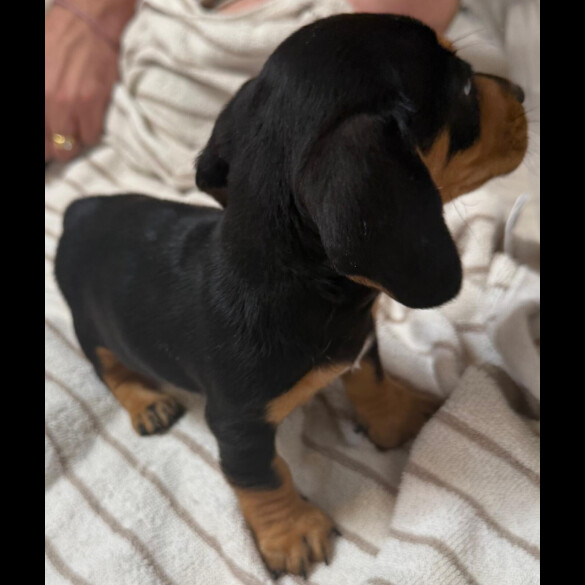 Dachshund (Miniature Smooth Haired)
