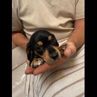 Dachshund (Miniature Smooth Haired)