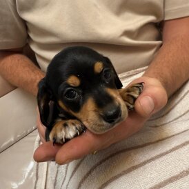 Dachshund (Miniature Smooth Haired)