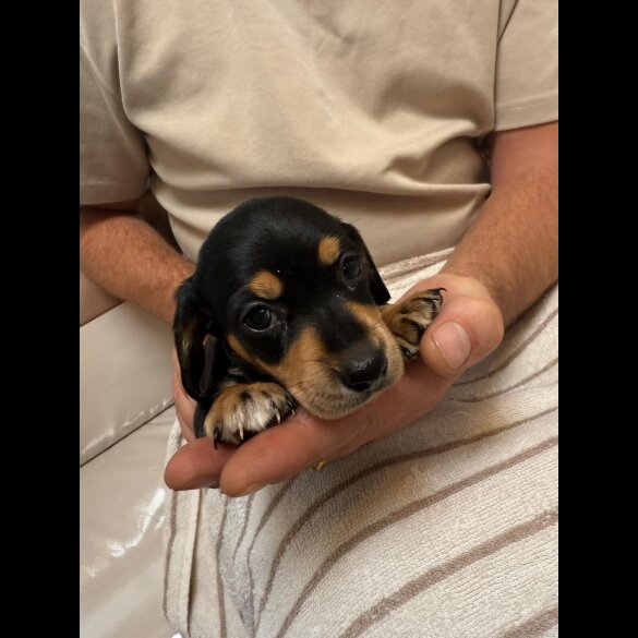 Dachshund (Miniature Smooth Haired)