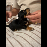 Dachshund (Miniature Smooth Haired)