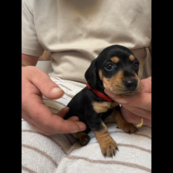 Dachshund (Miniature Smooth Haired)
