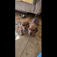 Dachshund (Smooth Haired) - Both