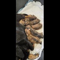 Dachshund (Smooth Haired) - Both