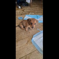 Dachshund (Smooth Haired) - Both