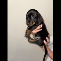 Dachshund (Miniature Smooth Haired)