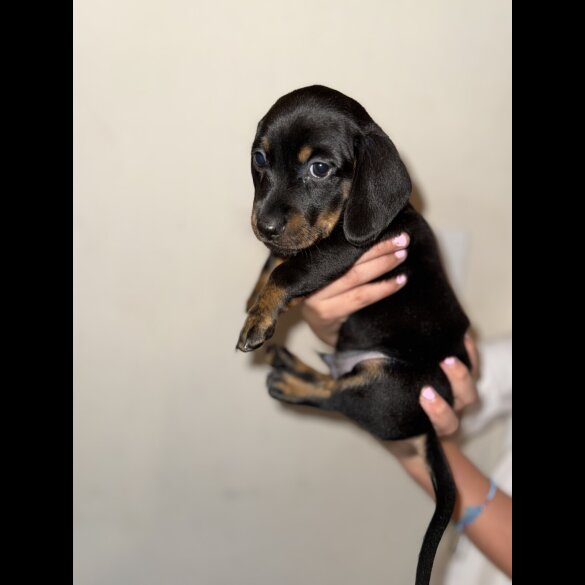 Dachshund (Miniature Smooth Haired)
