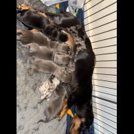 Dachshund (Miniature Smooth Haired)