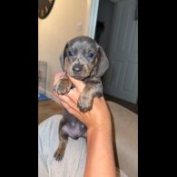 Dachshund (Miniature Smooth Haired)