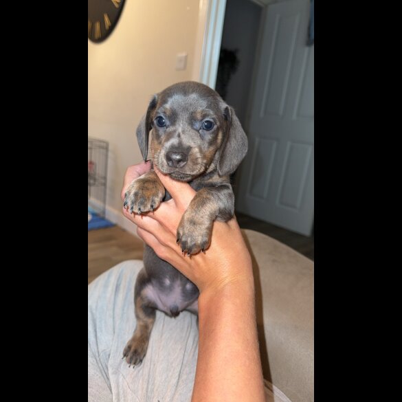 Dachshund (Miniature Smooth Haired)