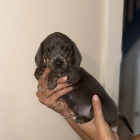 Dachshund (Miniature Smooth Haired)