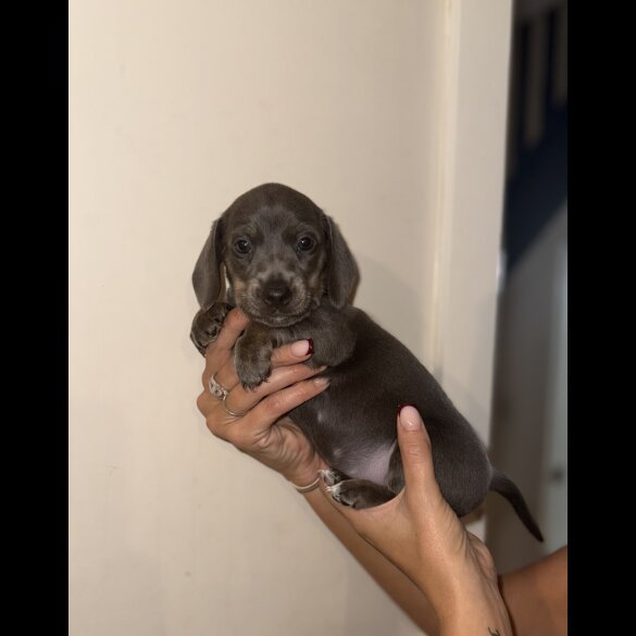 Dachshund (Miniature Smooth Haired)