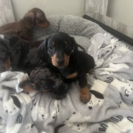 Dachshund (Smooth Haired) - Both