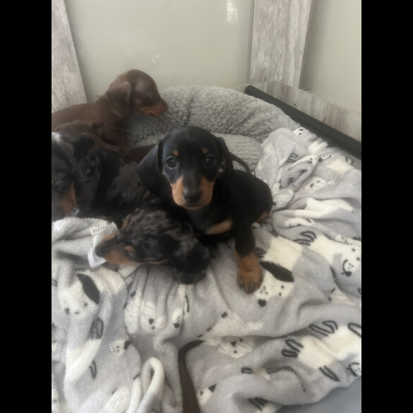 Dachshund (Smooth Haired) - Both