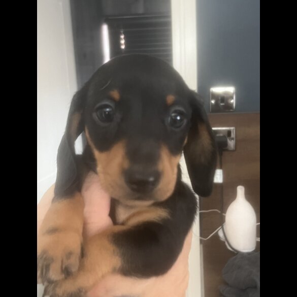 Dachshund (Smooth Haired) - Both