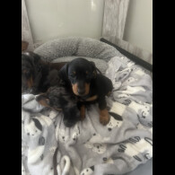 Dachshund (Smooth Haired) - Both