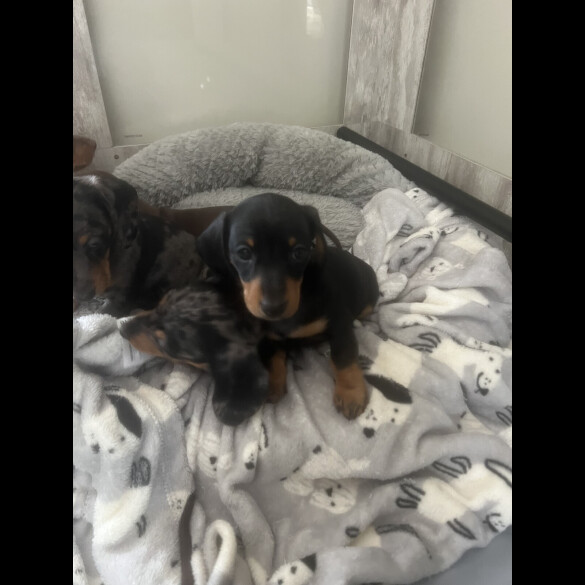 Dachshund (Smooth Haired) - Both