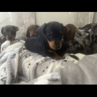 Dachshund (Smooth Haired) - Both