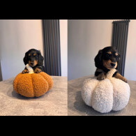 Dachshund (Smooth Haired) - Both
