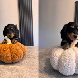 Dachshund (Smooth Haired) - Both