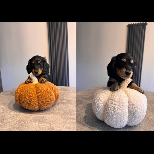 Dachshund (Smooth Haired) - Both