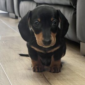 Dachshund (Smooth Haired) - Both