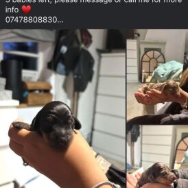 Dachshund (Smooth Haired)