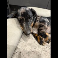 Dachshund (Smooth Haired) - Dogs