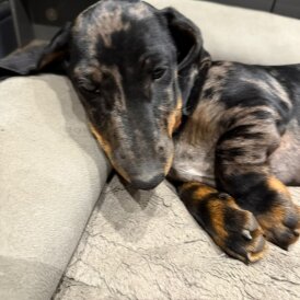 Dachshund (Smooth Haired) - Dogs