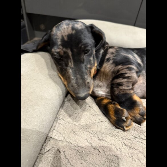 Dachshund (Smooth Haired) - Dogs