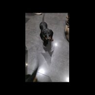 Dachshund (Smooth Haired) - Dogs