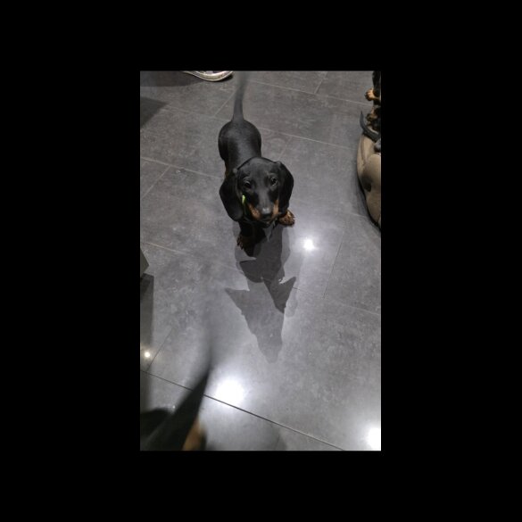 Dachshund (Smooth Haired) - Dogs