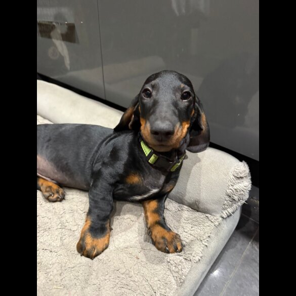 Dachshund (Smooth Haired) - Dogs