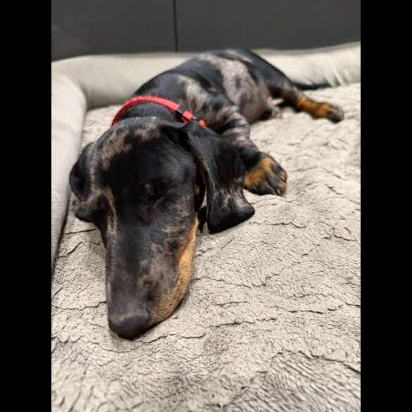 Dachshund (Smooth Haired) - Dogs