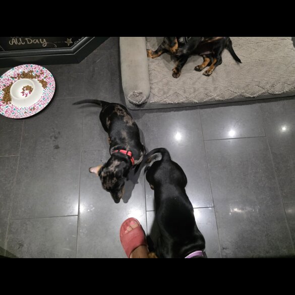 Dachshund (Smooth Haired) - Dogs