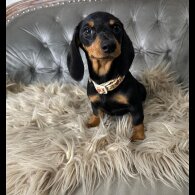 Dachshund (Smooth Haired) - Both