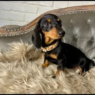Dachshund (Smooth Haired) - Both