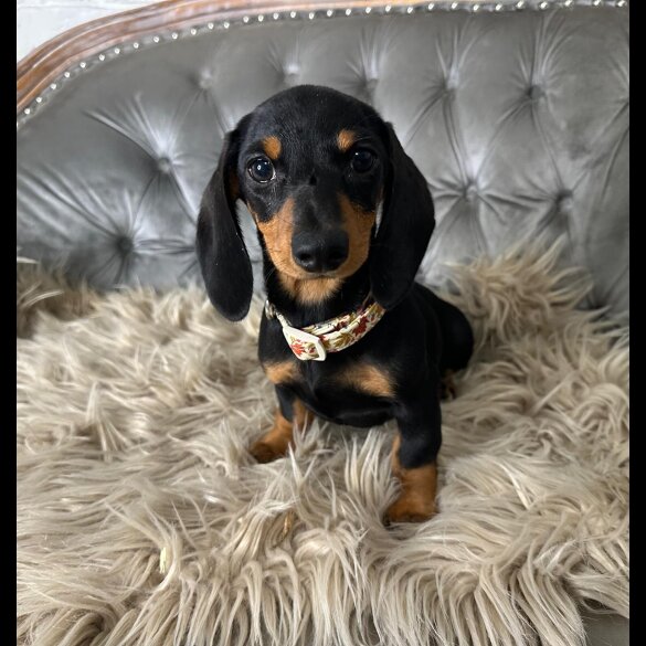 Dachshund (Smooth Haired) - Both