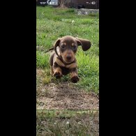 Dachshund (Smooth Haired) - Both