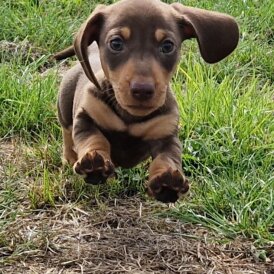 Dachshund (Smooth Haired) - Both