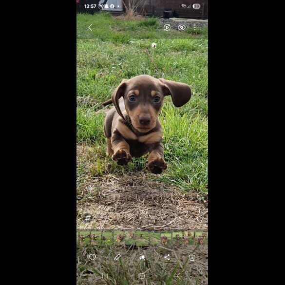 Dachshund (Smooth Haired) - Both