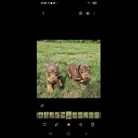 Dachshund (Smooth Haired) - Both