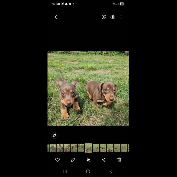 Dachshund (Smooth Haired) - Both