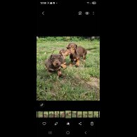 Dachshund (Smooth Haired) - Both