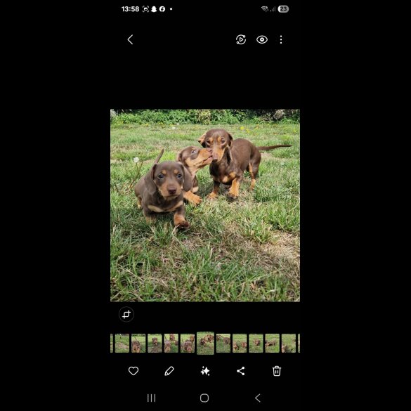 Dachshund (Smooth Haired) - Both