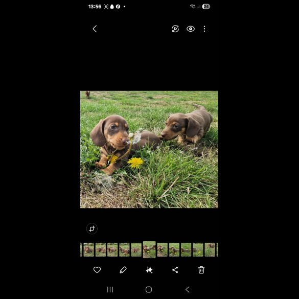 Dachshund (Smooth Haired) - Both